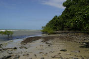 Cape_Tribulation_beach.jpg