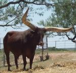 watusi