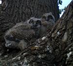 owlets