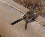 roadrunner