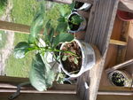Yellow pepper sister plant not yet in hydroponics systen