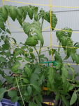 Hydroponic tomatoes june 29 2015 "new girl"