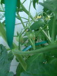 Tomatoes july 4 2015
