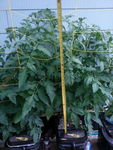 tomatoes July 4 2015