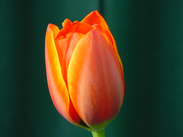 tulip_2.jpg