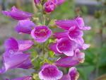 foxgloves.jpg