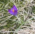 crocus