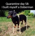 doberman