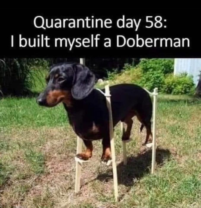 doberman