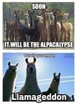 alpacaheat