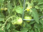 garden7_1_2.jpg